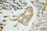 CPNE3 Antibody in Immunohistochemistry (Paraffin) (IHC (P))