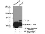 CPNE3 Antibody in Immunoprecipitation (IP)