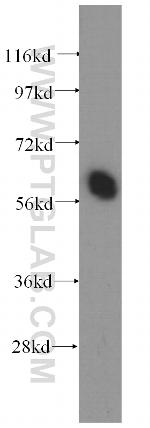 CPNE3 Antibody in Western Blot (WB)
