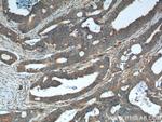 ALPL Antibody in Immunohistochemistry (Paraffin) (IHC (P))