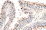 ALPL Antibody in Immunohistochemistry (Paraffin) (IHC (P))