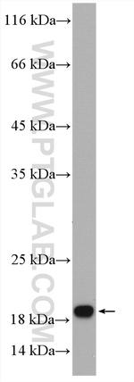 TIMM17A Antibody in Western Blot (WB)