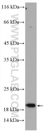 TIMM17A Antibody in Western Blot (WB)
