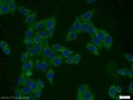PMF1 Antibody in Immunocytochemistry (ICC/IF)