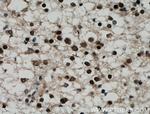 PMF1 Antibody in Immunohistochemistry (Paraffin) (IHC (P))