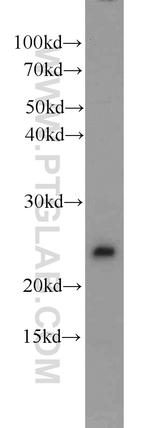 PMF1 Antibody in Western Blot (WB)
