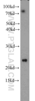 PMF1 Antibody in Western Blot (WB)