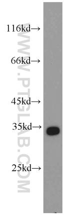 PTER Antibody in Western Blot (WB)