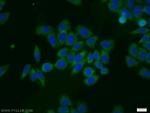 EIF1AY Antibody in Immunocytochemistry (ICC/IF)