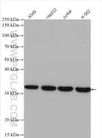 AKR1C3 Antibody in Western Blot (WB)