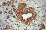 FXYD2 Antibody in Immunohistochemistry (Paraffin) (IHC (P))