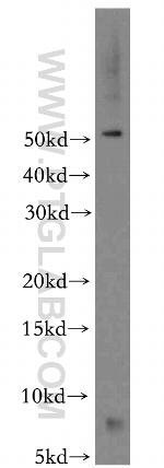 FXYD2 Antibody in Western Blot (WB)