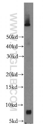 FXYD2 Antibody in Western Blot (WB)