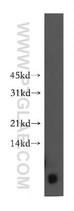 FXYD2 Antibody in Western Blot (WB)