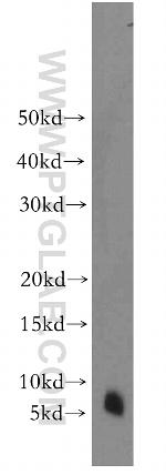FXYD2 Antibody in Western Blot (WB)