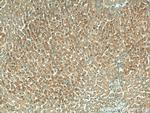 ORM2 Antibody in Immunohistochemistry (Paraffin) (IHC (P))