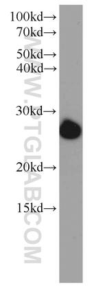 ORM2 Antibody in Western Blot (WB)