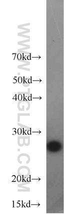 BAP31 Antibody in Western Blot (WB)