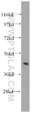 Syntaxin 16 Antibody in Western Blot (WB)