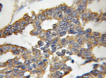 TXNL6 Antibody in Immunohistochemistry (Paraffin) (IHC (P))