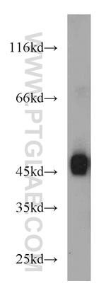 SPAM1 Antibody in Western Blot (WB)