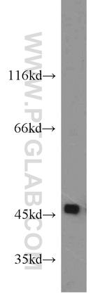SPAM1 Antibody in Western Blot (WB)