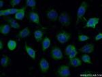 SUMF2 Antibody in Immunocytochemistry (ICC/IF)