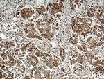 SUMF2 Antibody in Immunohistochemistry (Paraffin) (IHC (P))