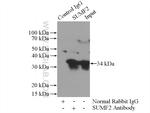 SUMF2 Antibody in Immunoprecipitation (IP)