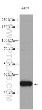 SUMF2 Antibody in Western Blot (WB)