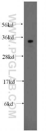SUMF2 Antibody in Western Blot (WB)