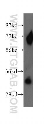 SUMF2 Antibody in Western Blot (WB)