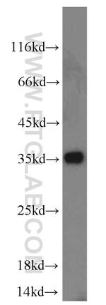 SUMF2 Antibody in Western Blot (WB)