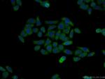 CRIPT Antibody in Immunocytochemistry (ICC/IF)