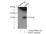 CRIPT Antibody in Immunoprecipitation (IP)