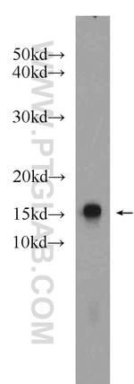 CRIPT Antibody in Western Blot (WB)