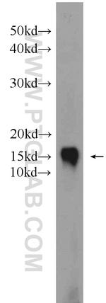 CRIPT Antibody in Western Blot (WB)
