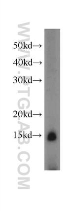 CRIPT Antibody in Western Blot (WB)