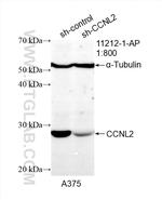 CCNL2 Antibody in Western Blot (WB)