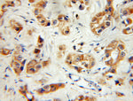 PVRL3/Nectin 3 Antibody in Immunohistochemistry (Paraffin) (IHC (P))