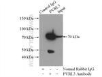 PVRL3/Nectin 3 Antibody in Immunoprecipitation (IP)
