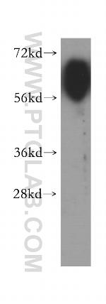 PVRL3/Nectin 3 Antibody in Western Blot (WB)