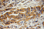 BIN3 Antibody in Immunohistochemistry (Paraffin) (IHC (P))