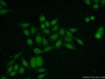 ZNF24 Antibody in Immunocytochemistry (ICC/IF)