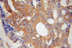 HUS1 Antibody in Immunohistochemistry (Paraffin) (IHC (P))