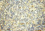 MCM7 Antibody in Immunohistochemistry (Paraffin) (IHC (P))
