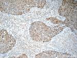 MCM7 Antibody in Immunohistochemistry (Paraffin) (IHC (P))