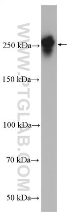 MAP4 Antibody in Western Blot (WB)