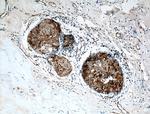 Casein Kinase 1 epsilon Antibody in Immunohistochemistry (Paraffin) (IHC (P))