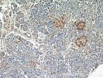 EIF2A Antibody in Immunohistochemistry (Paraffin) (IHC (P))
